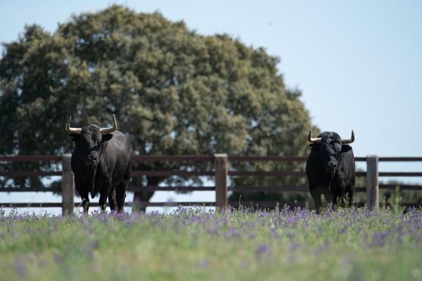 toro bravo  3 dehesa