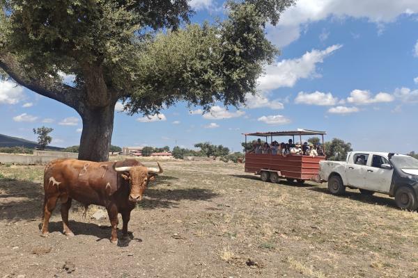 Toro bravo y dehesa