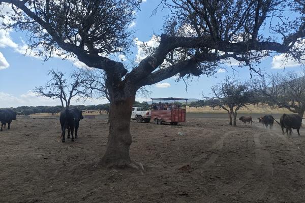 Toro bravo y la dehesa