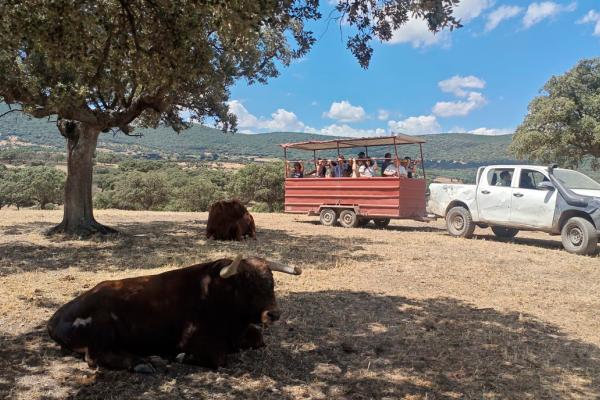 Toro bravo y la dehesa