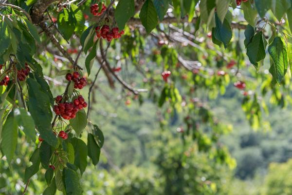 cereza