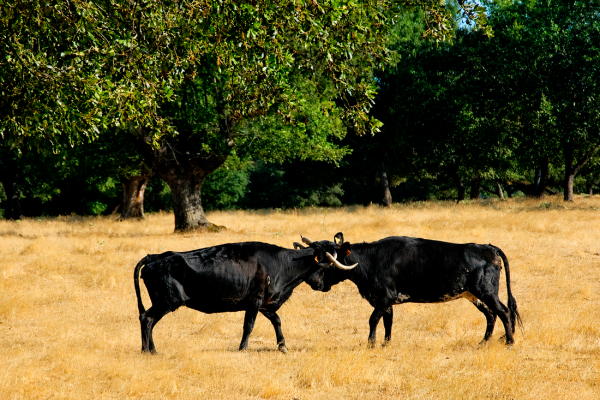 Toro bravo y dehesa
