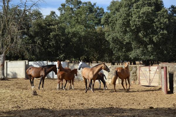 Toro brovo y la dehesa