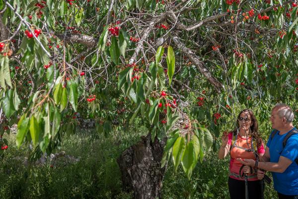 cerezas