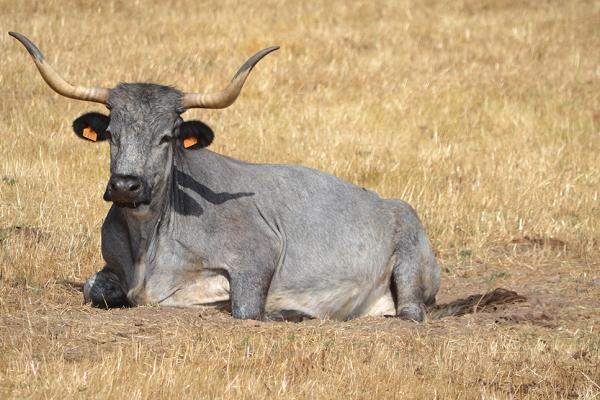 vaca morucha