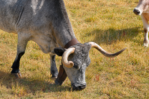 vaca morucha