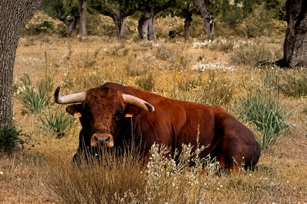 toro domenecq