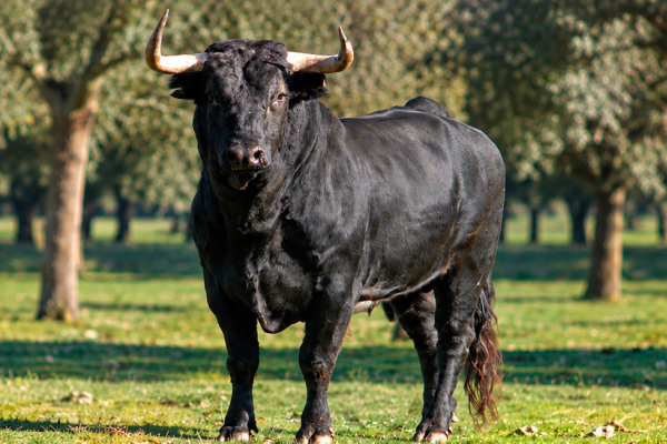 toro caja