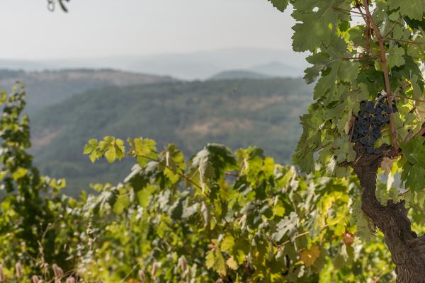 Enoturismo