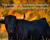 Toro dehesa 
