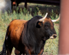 toro bravo