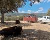 Toro bravo y la dehesa