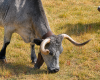 vaca morucha