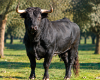 toro caja